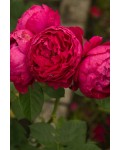 Роза чайно-гибридная Аскот красная | Троянда чайно-гібридна Аскот червона | Hybrid tea rose Ascot red